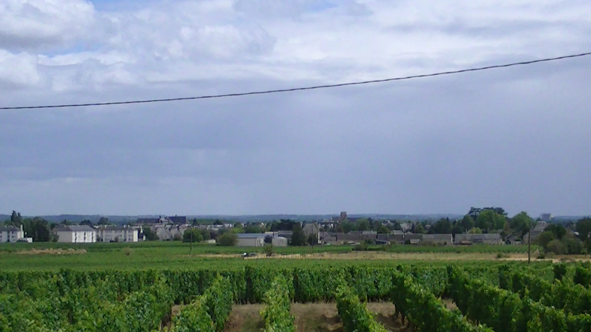 Les vignes devant Bourgueil
