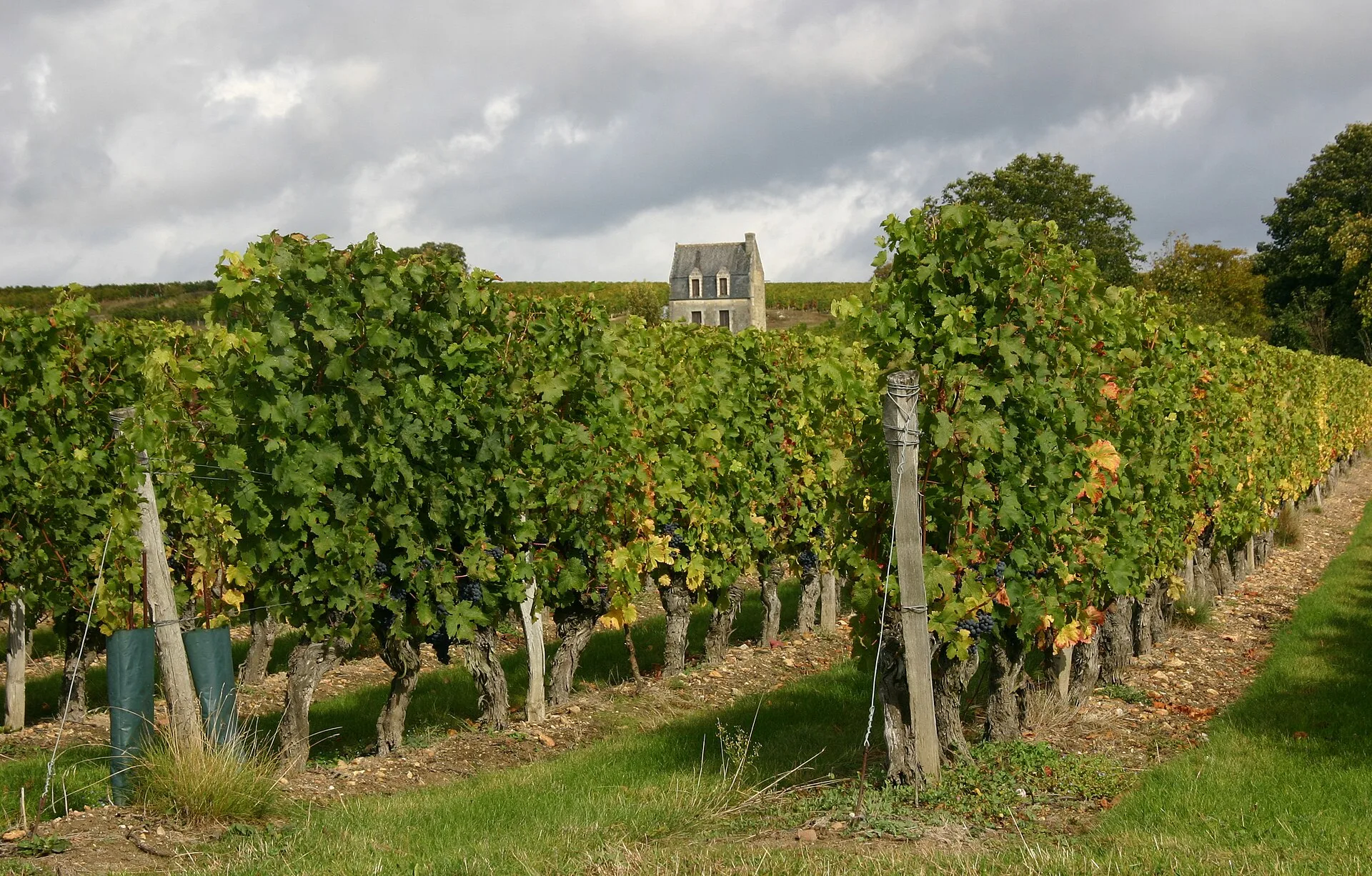 Vignes à Beaumont-en-Véron, dans le Véron (aire de l'AOC Chinon)