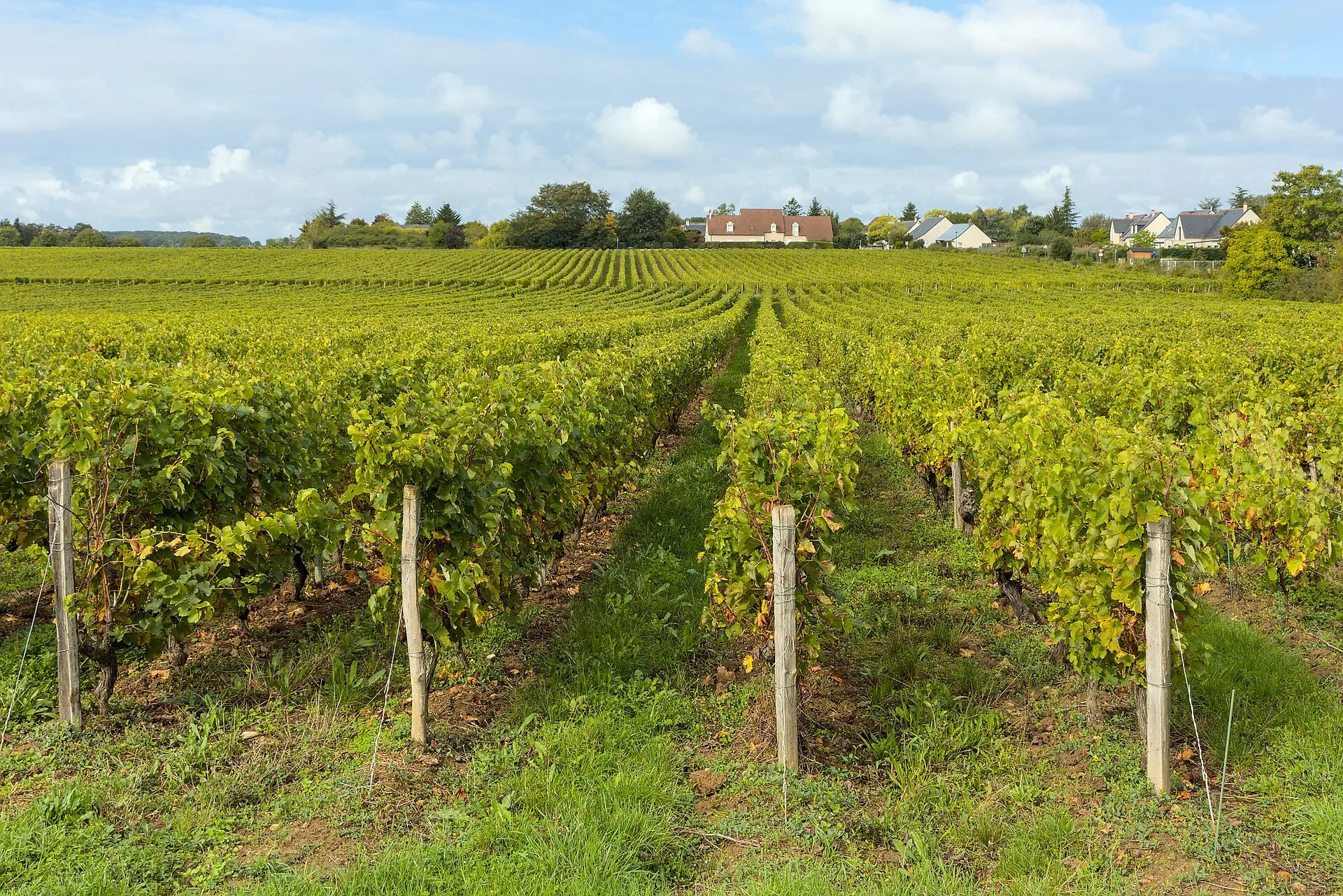 Vignes à Rochecorbon