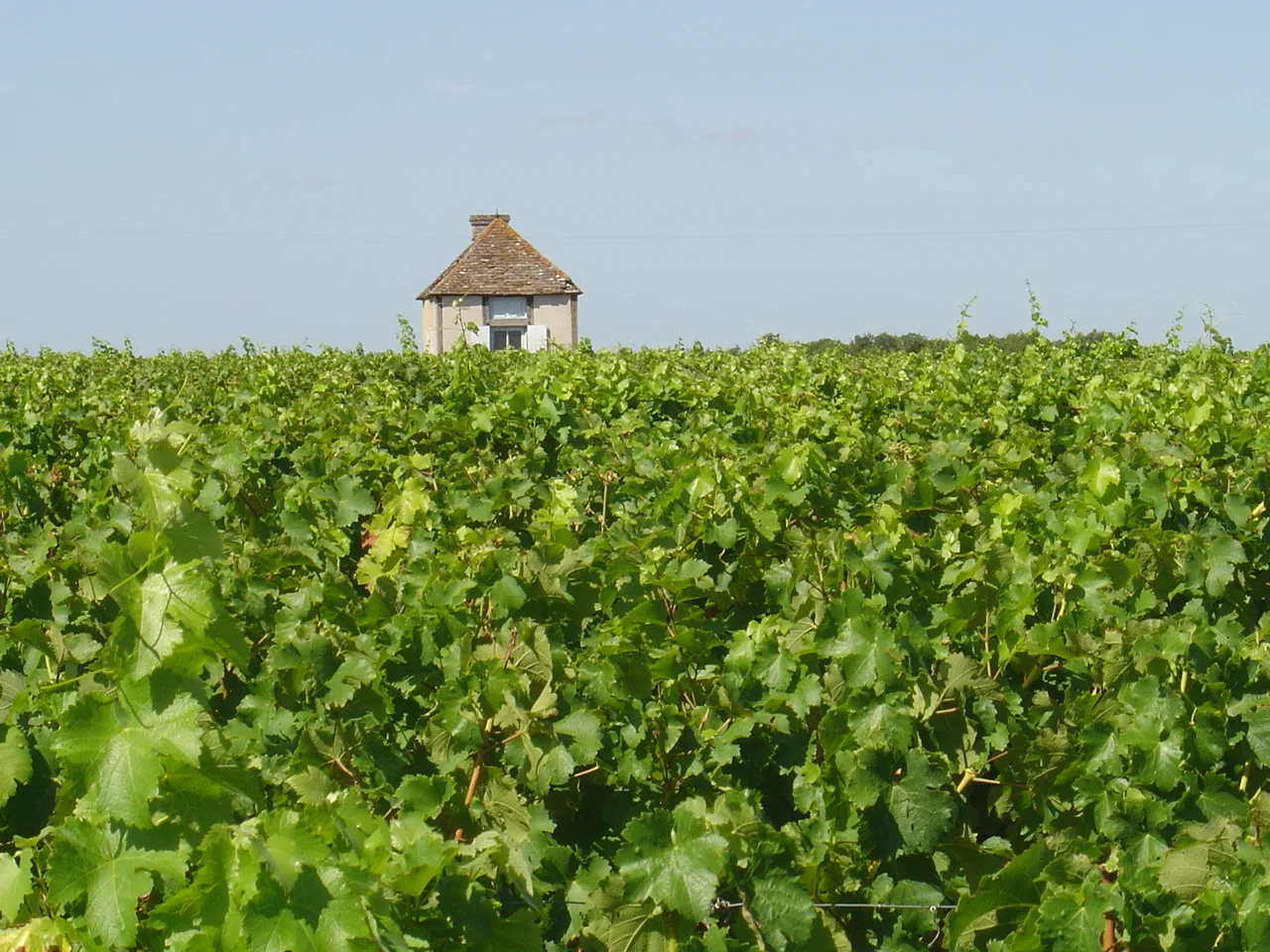 Vignes à Pocé-sur-Cisse, près d'Amboise