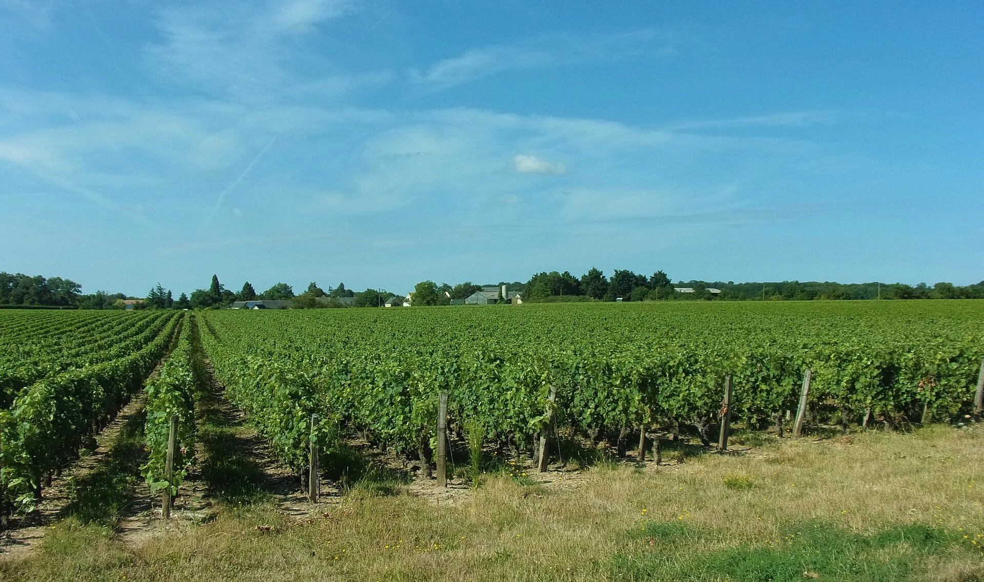Vignes à Esvres, dans l'aire de Touraine Noble Joué
