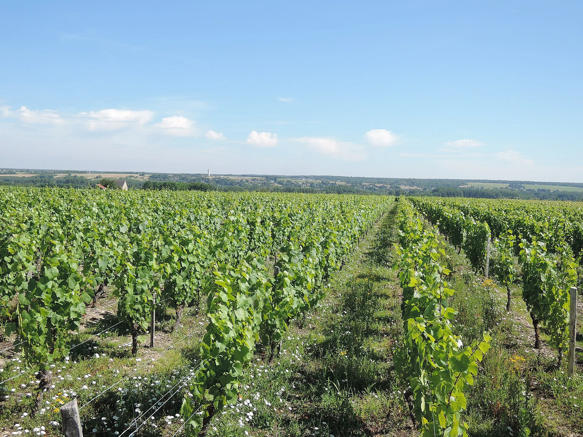 Vignes à Civray-de-Touraine