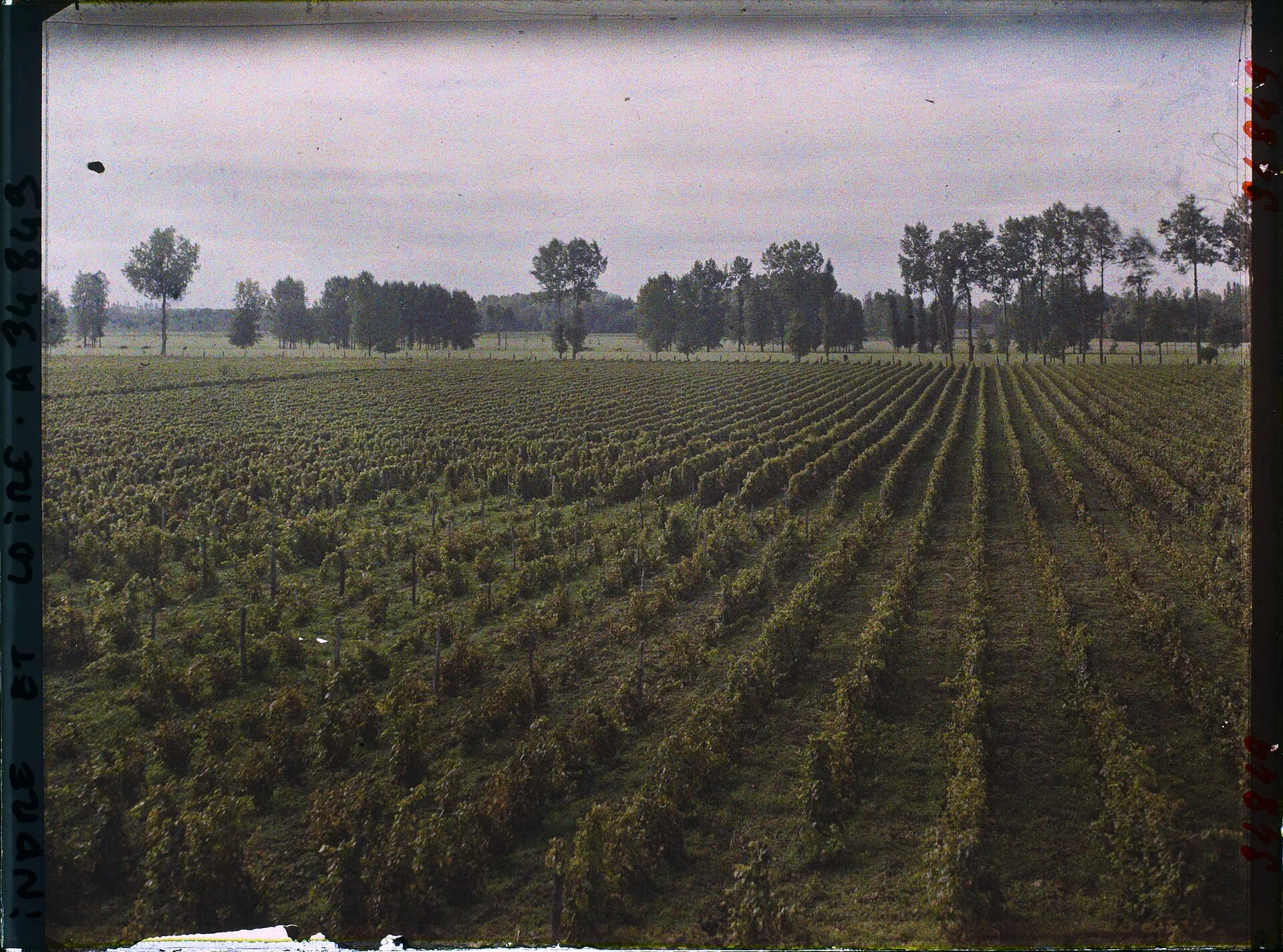 Vignoble de Vouvray
